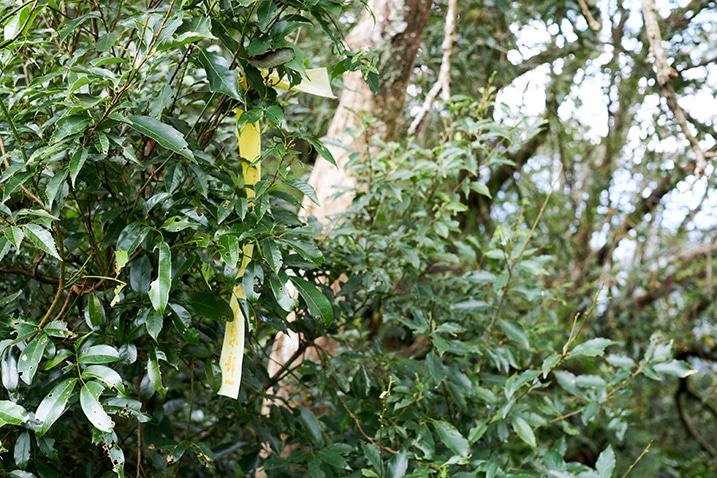 Yellow trail ribbon attached to tree