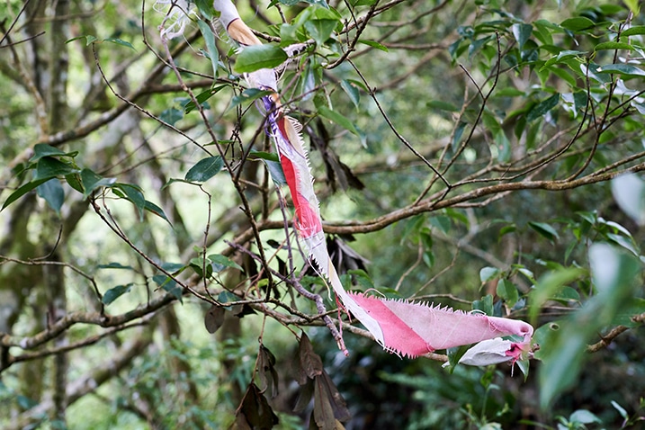 Red and white cloth trail ribbon attached to tree