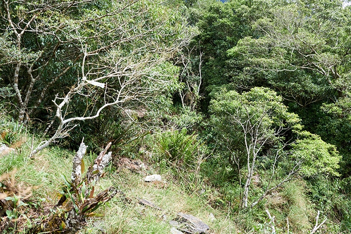 Looking down mountain ridge - many trees