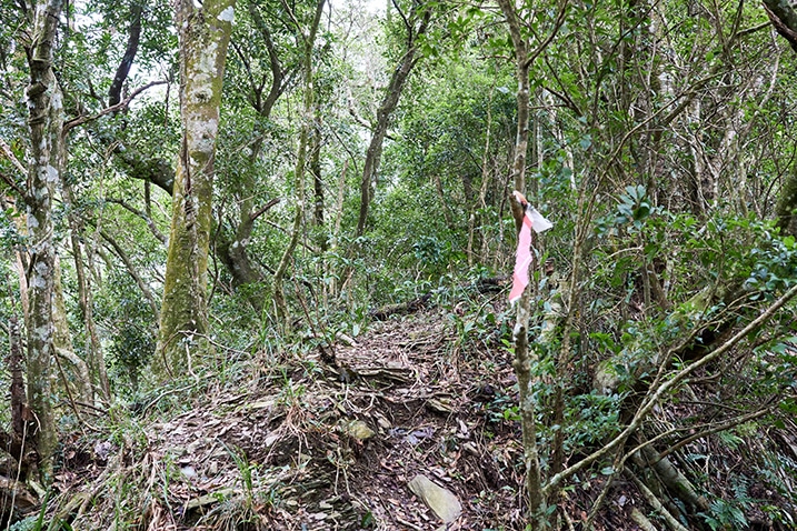 Mountain ridge trail - trail ribbon tied to small tree