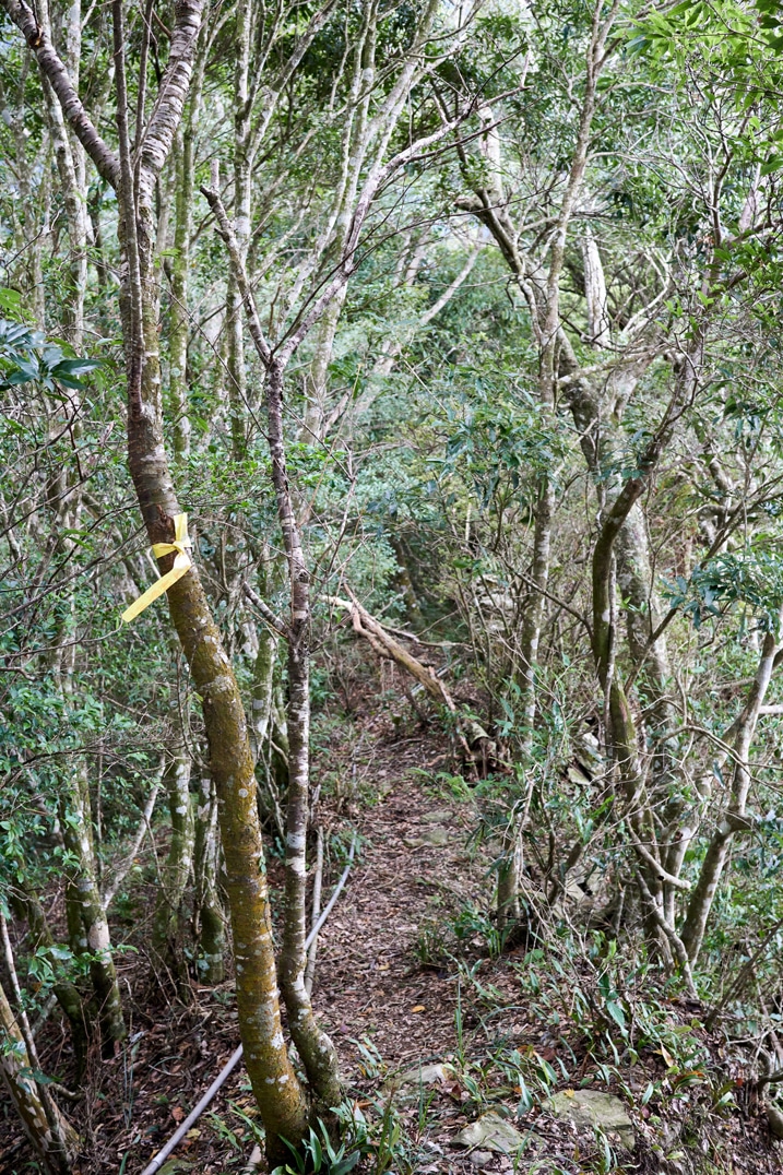 Mountain ridge trail - Many thin trees, trail in center - yellow trail ribbon tied to tree