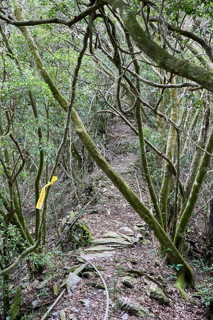 Mountain ridge trail - Many thin trees, trail in center - yellow trail ribbon tied to tree
