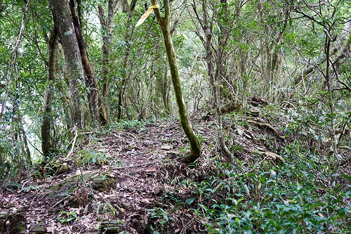 Ridge trail - many thin trees - yellow ribbon attached to one tree