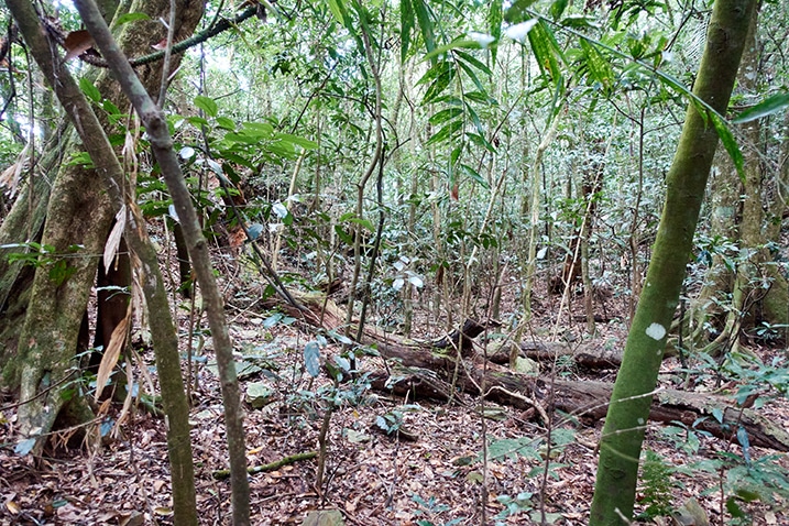 Many thin trees - Taiwan jungle