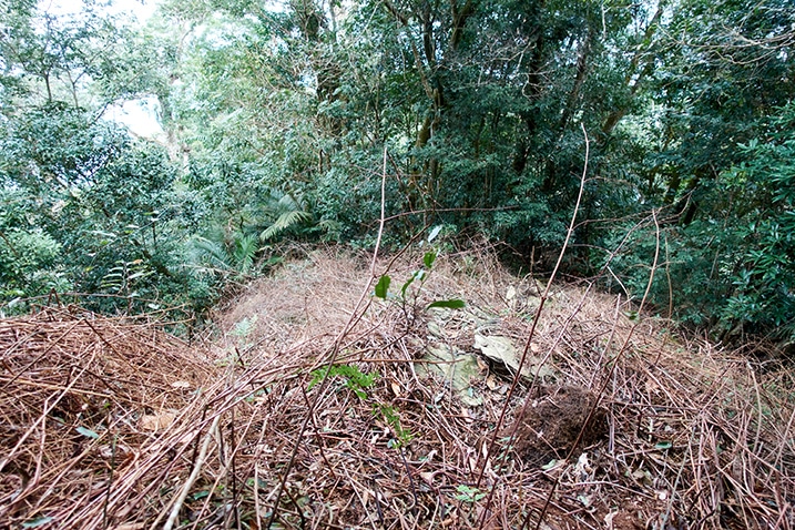 Open area on mountain ridge - plenty of dead vegetation
