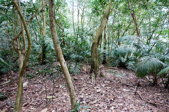 Many trees and plants - mountain jungle