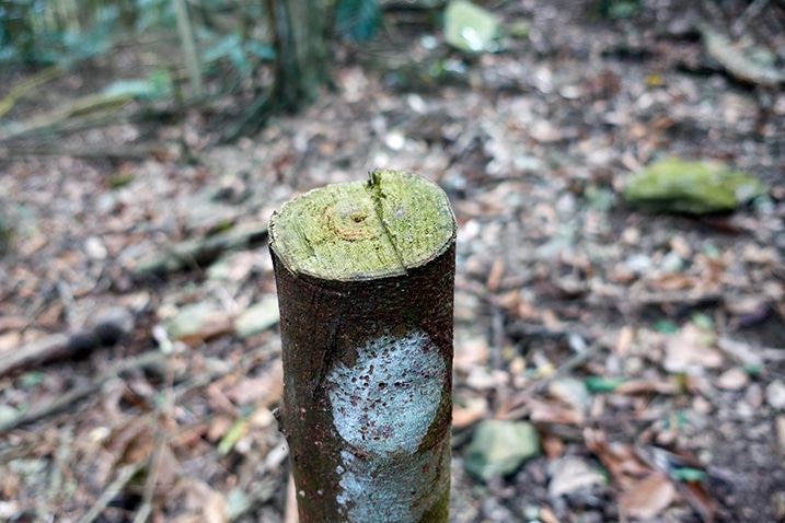Closeup of cut tree stump