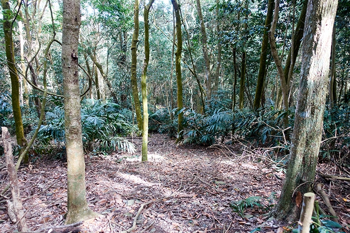 Small flat area surrounded by trees - mountain forest