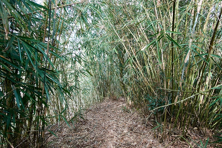 Lots of bamboo - small path between it