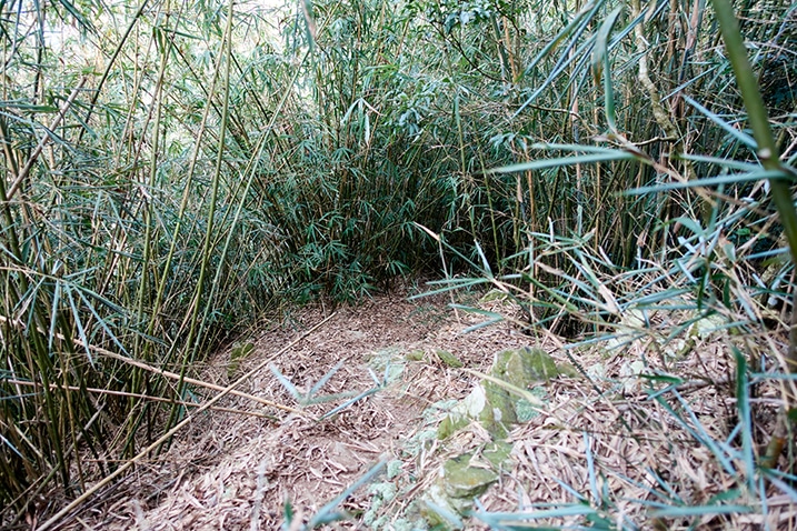 Lots of bamboo growing