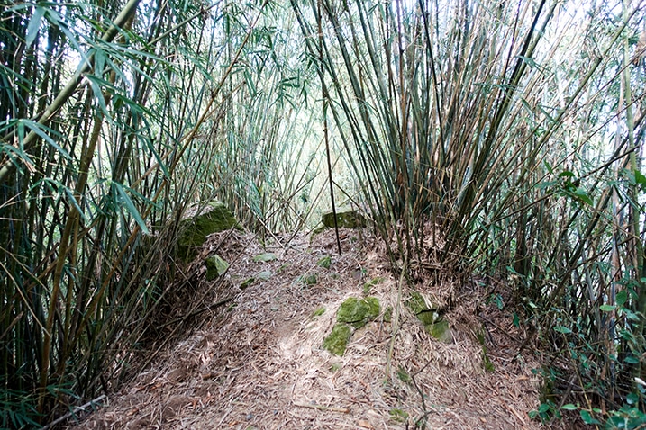 Lots of bamboo growing - trail in middle of it