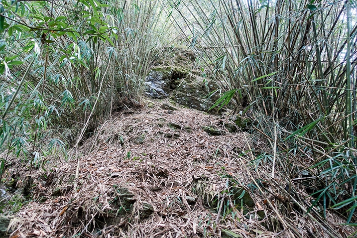 Bamboo growing on either side of rocky ground