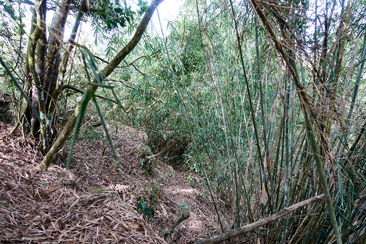 Trail surrounded by bamboo and normal trees