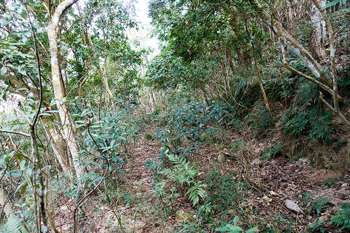 An old mountain road, now overgrown