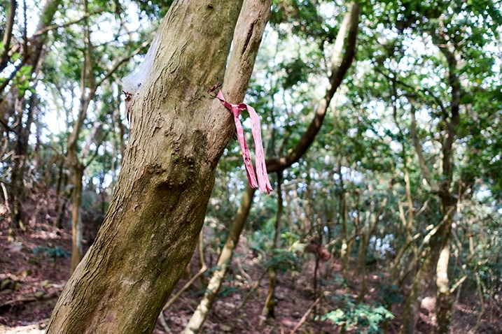 Red ribbon tied to a tree