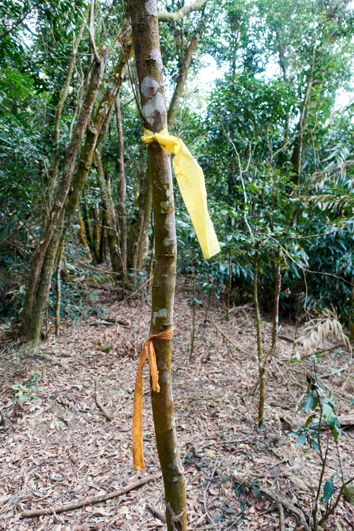 Yellow and orange ribbons attached to a tree