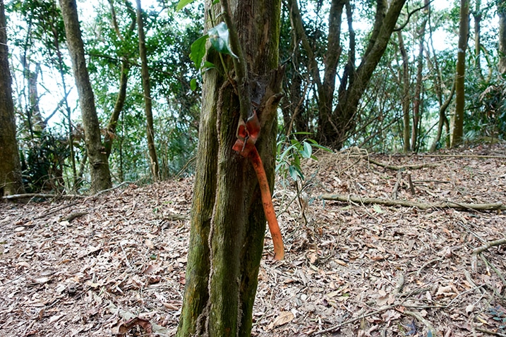 Orange ribbon attached to a tree