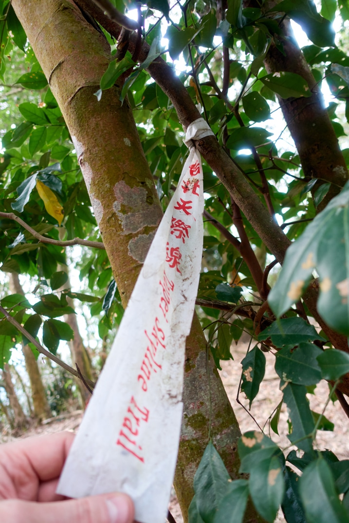 White ribbon attached to a tree
