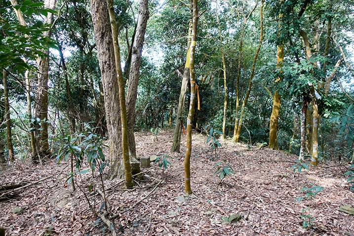 Open area with some trees - WeiLiaoShan North Peak - 尾寮山北峰 