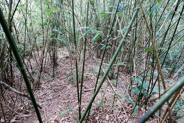 Lots of bamboo