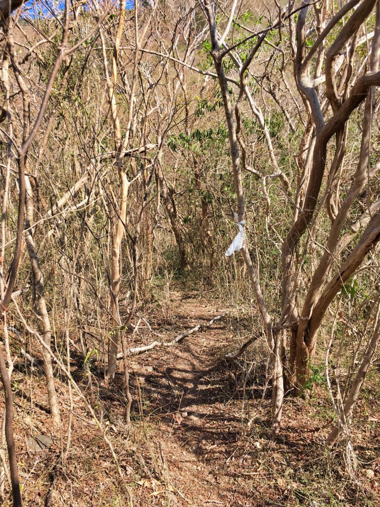 Dirt trail - many thin trees - white ribbon tied to tree