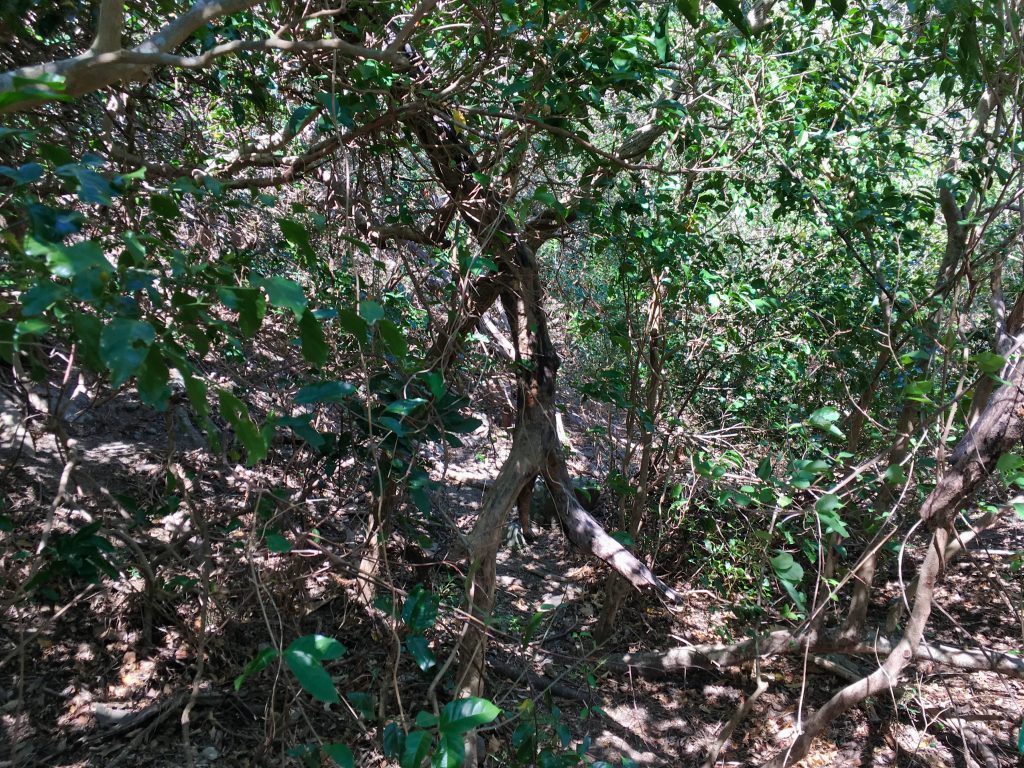 Trail in dense tree and plant cover