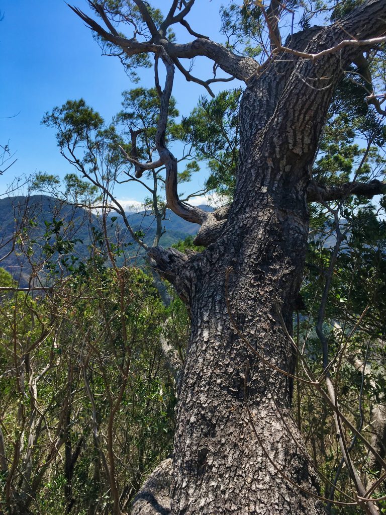 Tree with mountains in background - blue sky