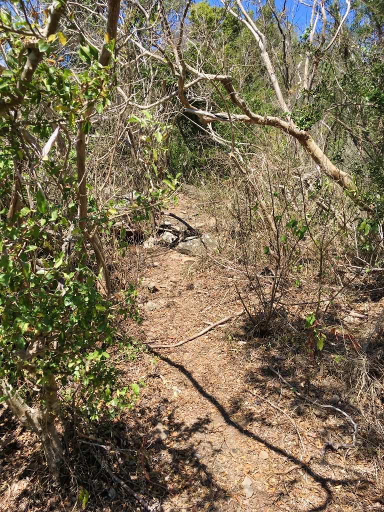 Trail going up mountain - trees and vegetation on sides