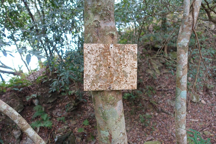 Very old sign attached to tree - hard to read