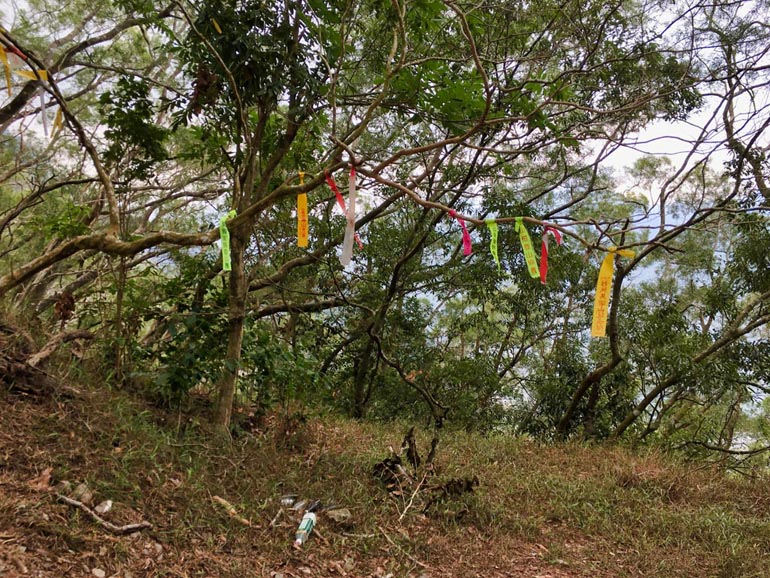 The ridge with trail ribbons on tree