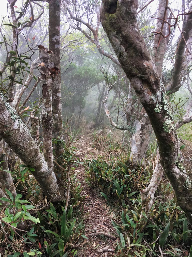 Trees, foggy, trail