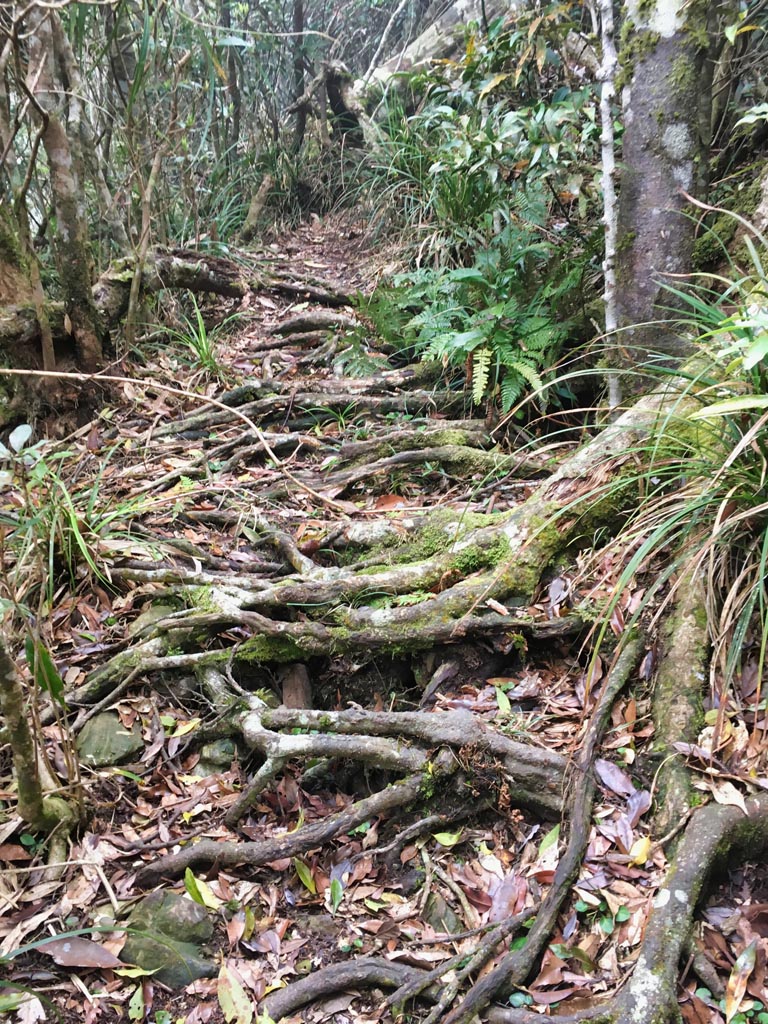 Moldy tree roots