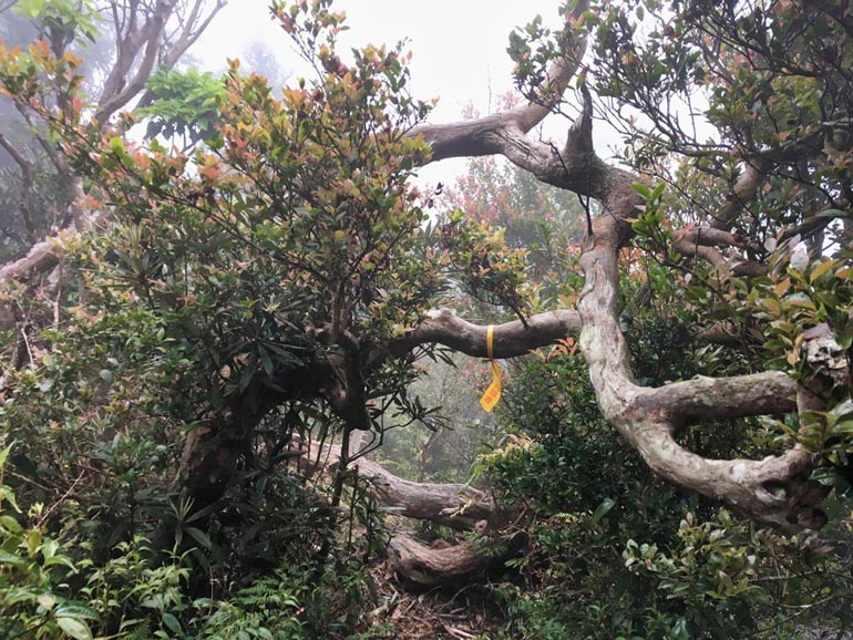 Fallen tree, trail in the middle, trail marker ribbon
