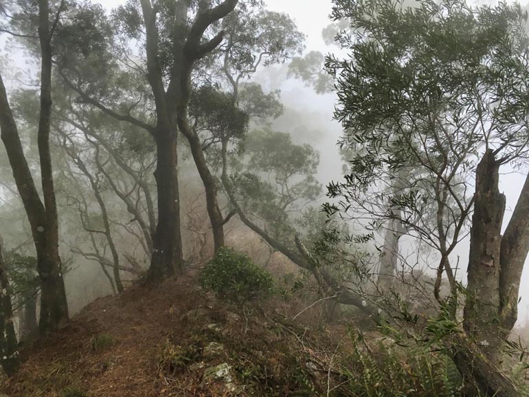 Foggy ridge with trees