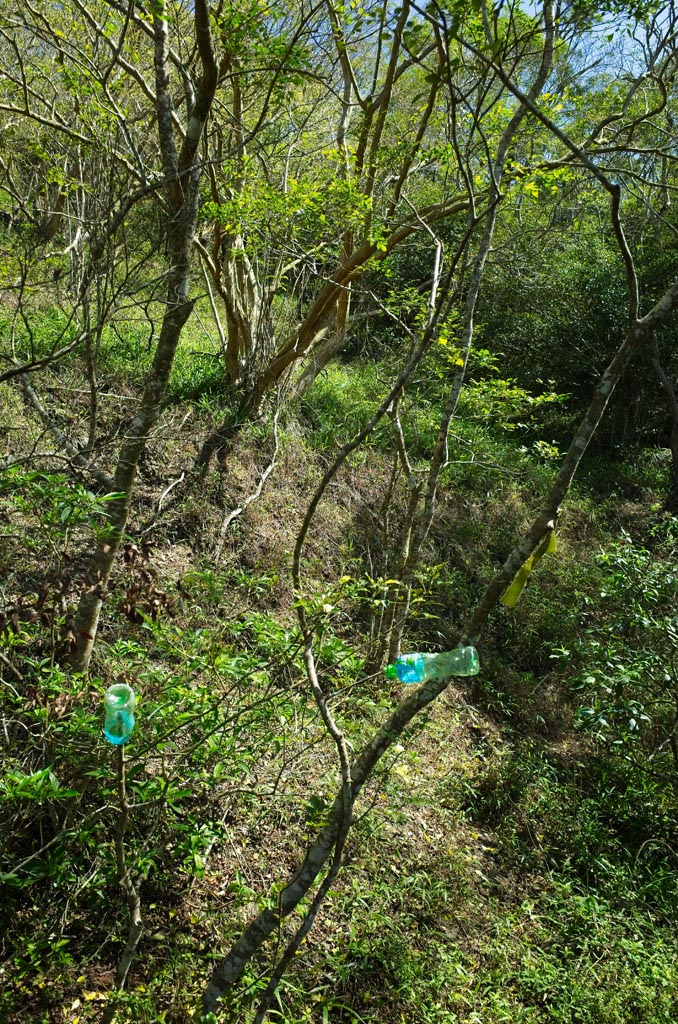 Tees with plastic bottles hung and a faint trail leading up mountain