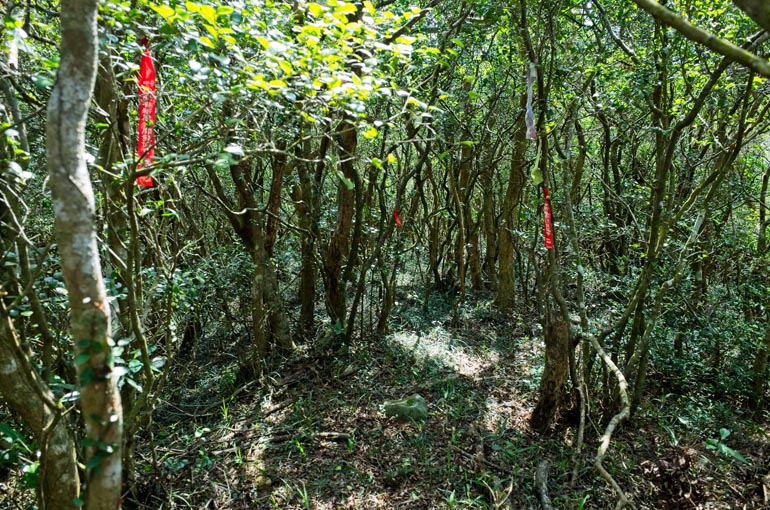 Trees with red trail marker ribbons attached