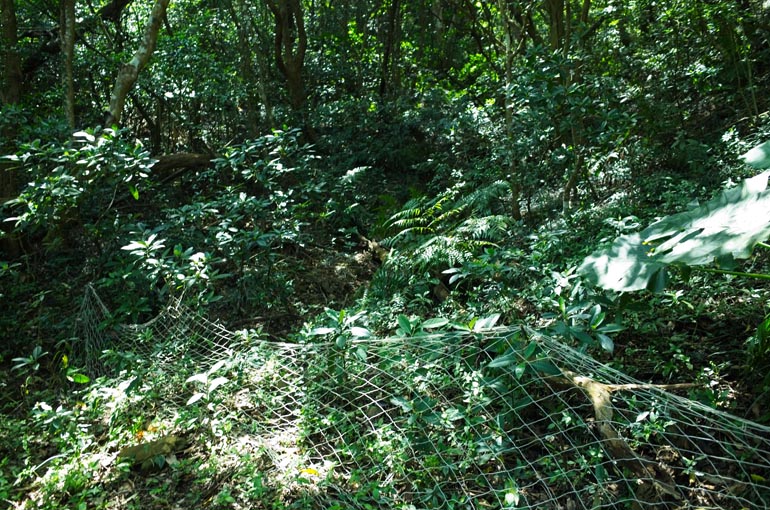 Fishing net tied to trees on side of trail