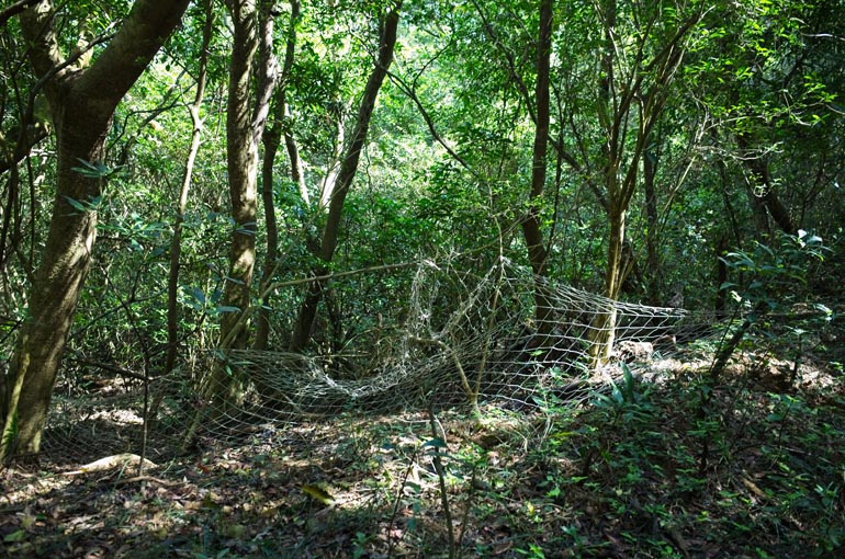 Fishing net tied to trees on side of trail