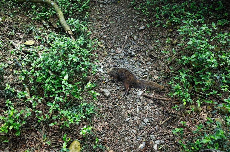 Dead squirrel on trail with beetles and flies on it