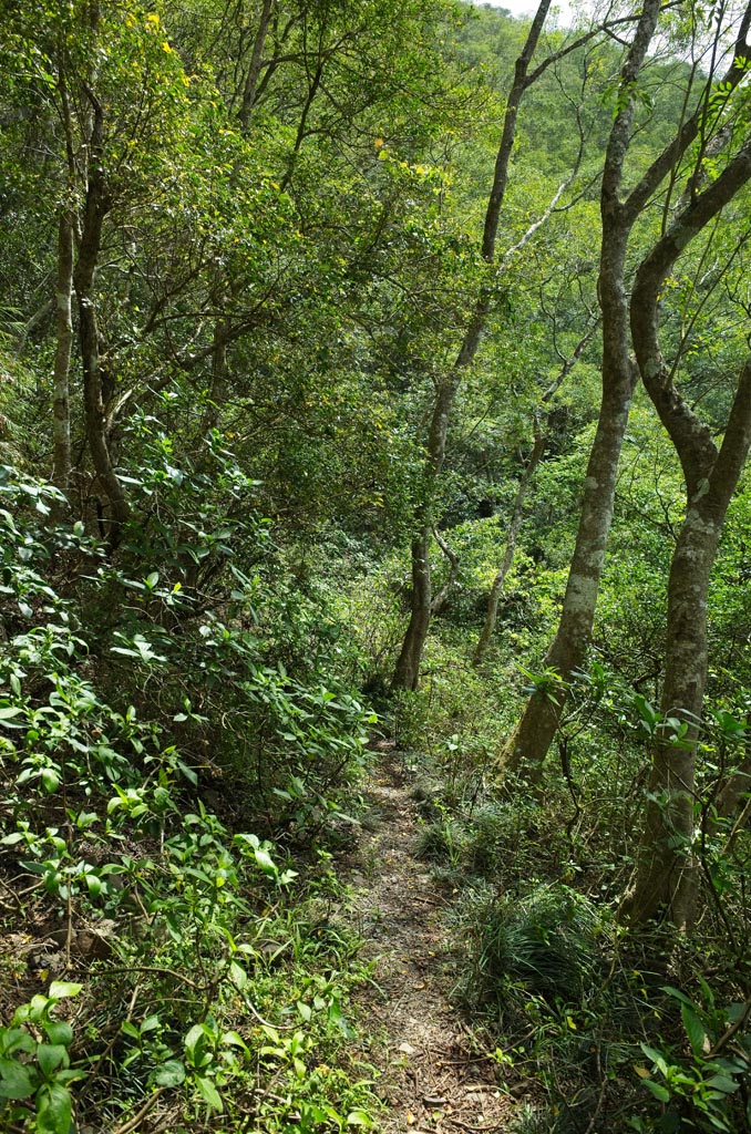 Single-track trail with trees all around