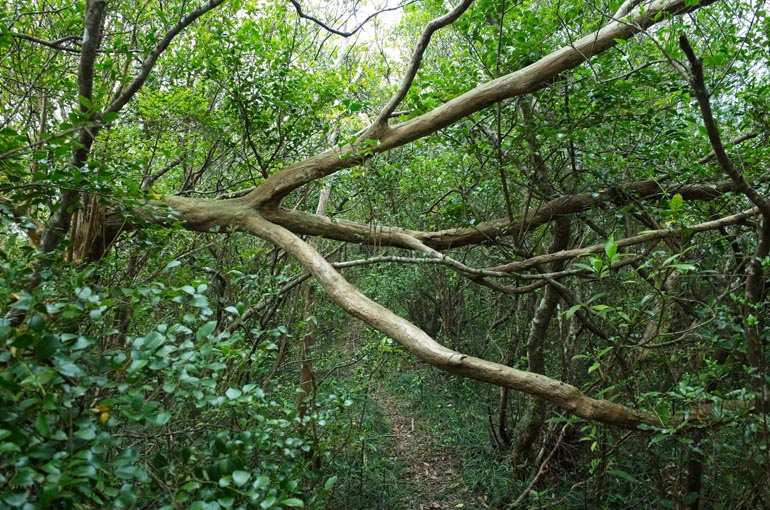 Fallen tree blocking trail