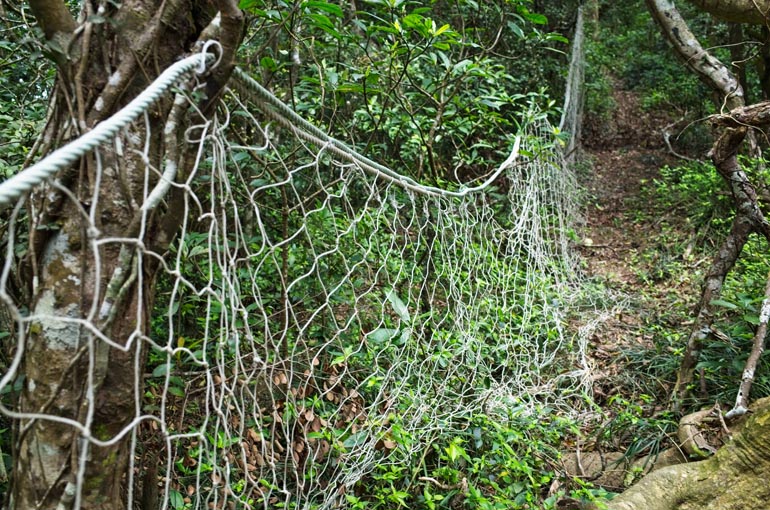 Fishing netting hung to trees