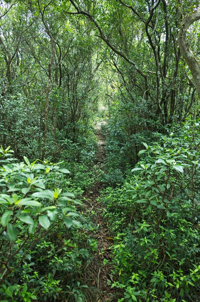 Single track trail through jungle