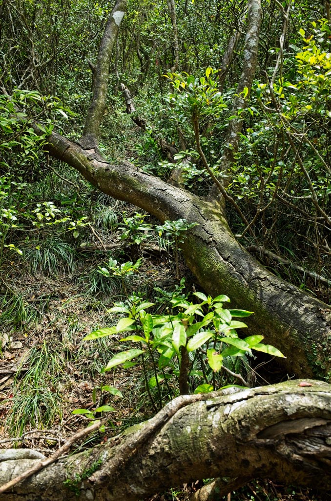 Fallen tree on ground covering uphill mountain trail