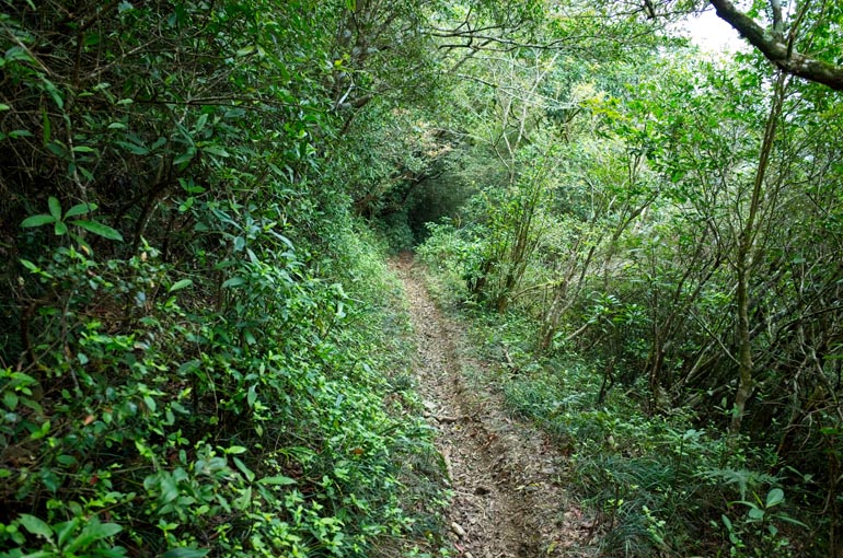 Single track trail with moderate rut down the middle