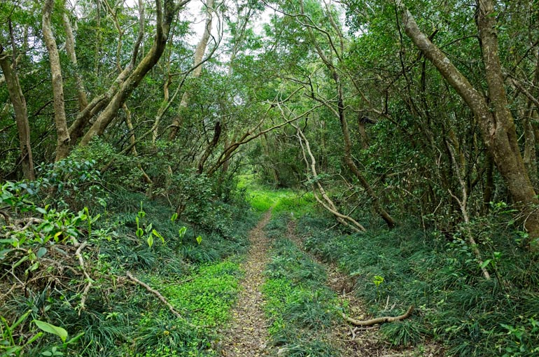 Grassy double track trail