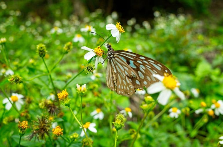 Butterfly on daisy-like flower