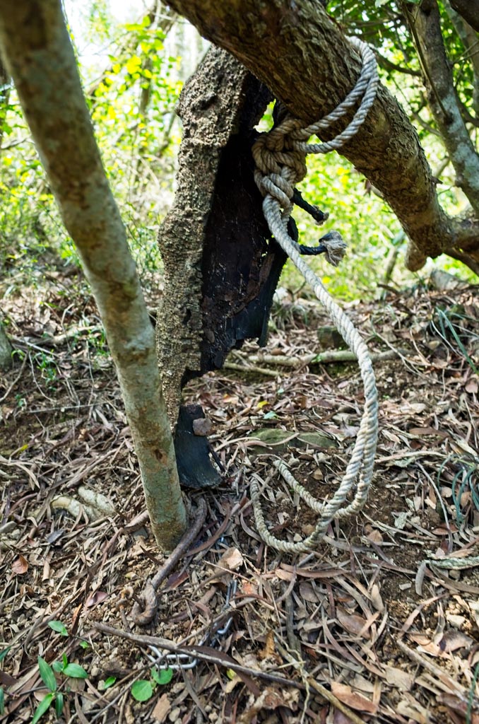 Rope, chain, and metal hook attached to a tree