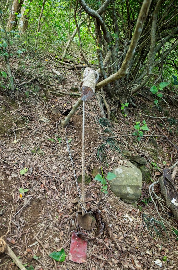 Sprung leg-hold trap with rope attached going to tree