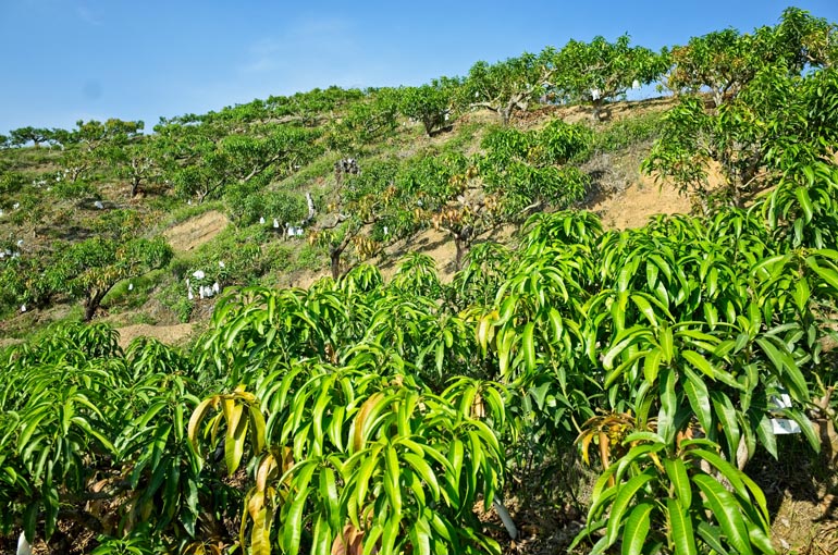 Mango trees on mountainside
